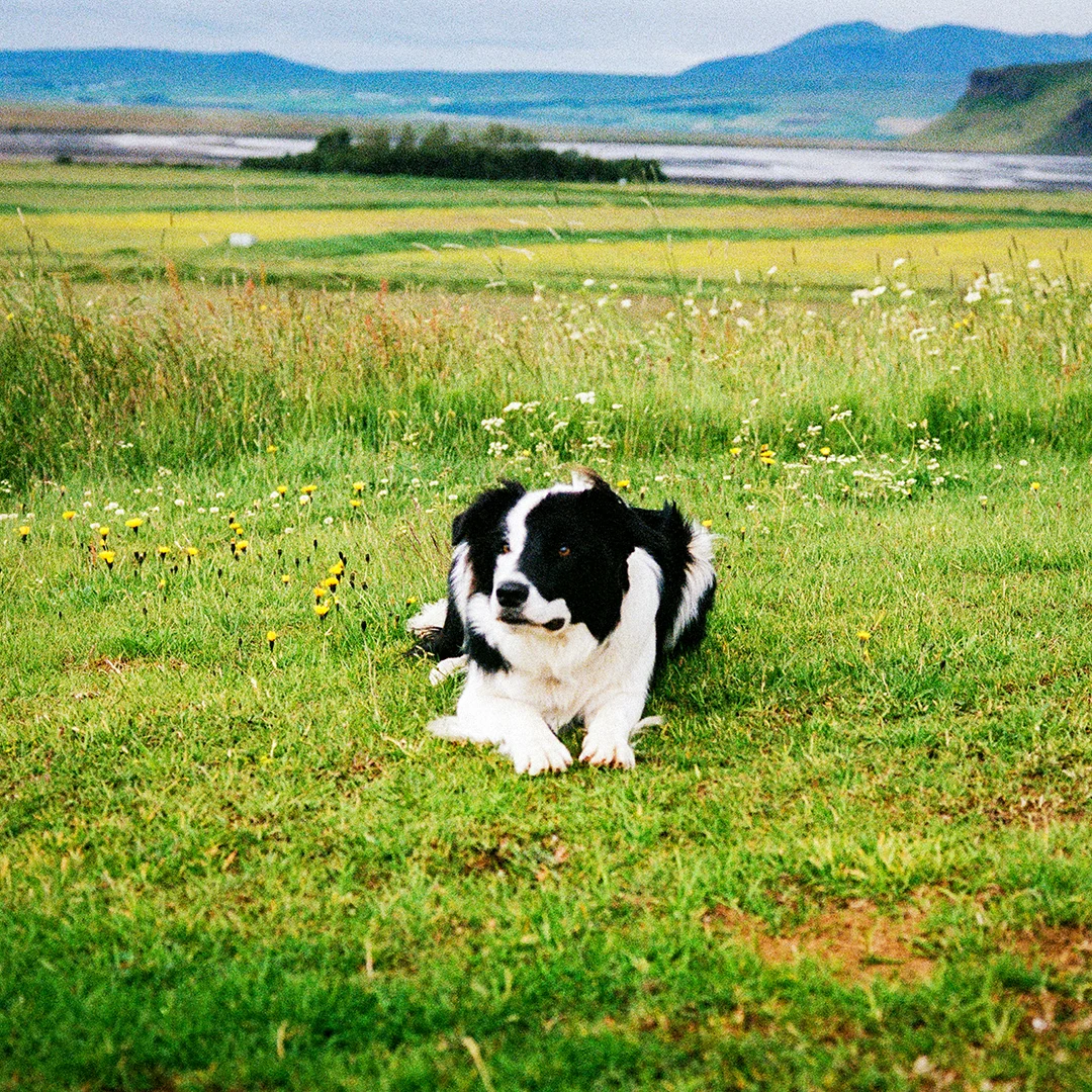 Black and white border collie lying on grassy field with wildflowers and a mountain landscape in the background.