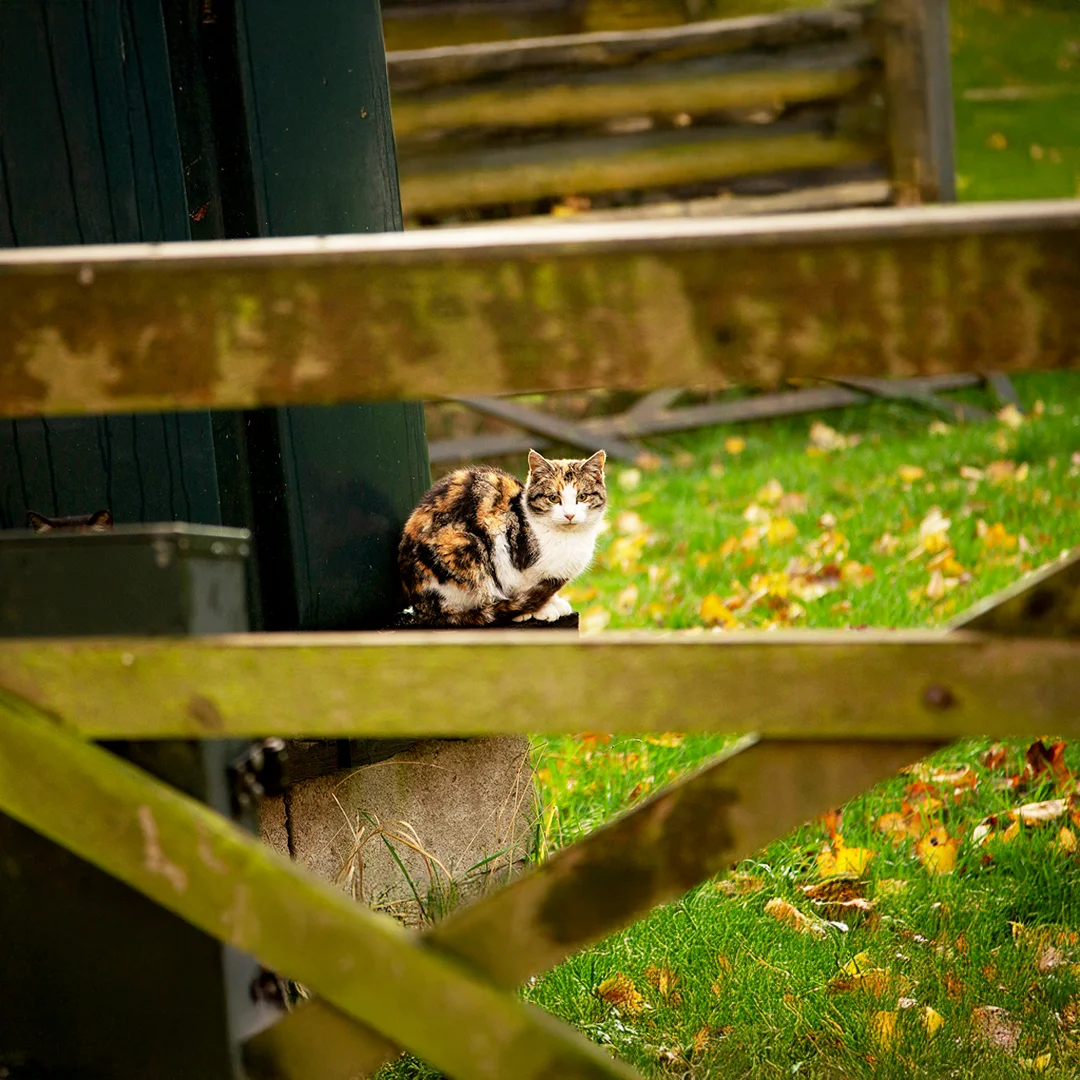 Calico cat perched near a green building and wooden fence with scattered autumn leaves on the grass.