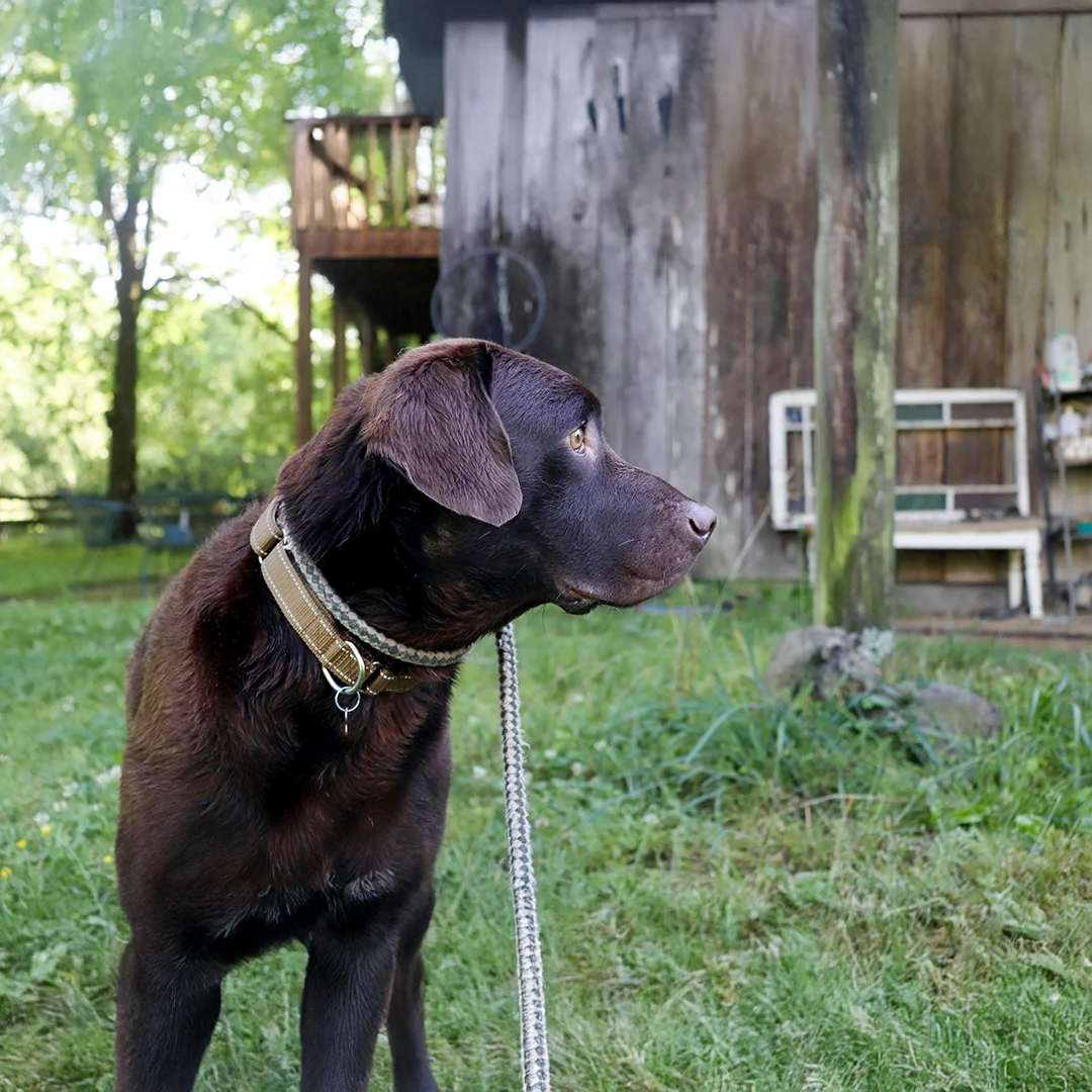 Chocolate Labrador wearing a collar and leash sitting in grass and looking sideways near a rustic wooden building.
