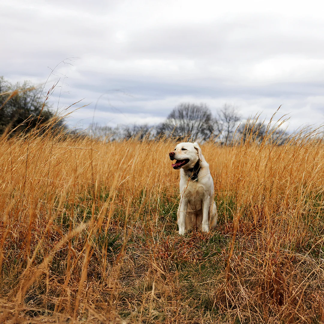 Yellow Labrador dog sitting happily in a field of tall dry grass under a cloudy sky.