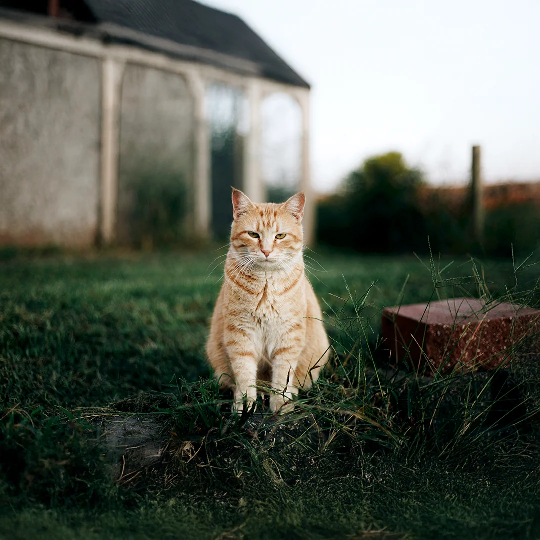 Orange tabby cat sitting on grass beside a concrete path with a building and fence in the background.