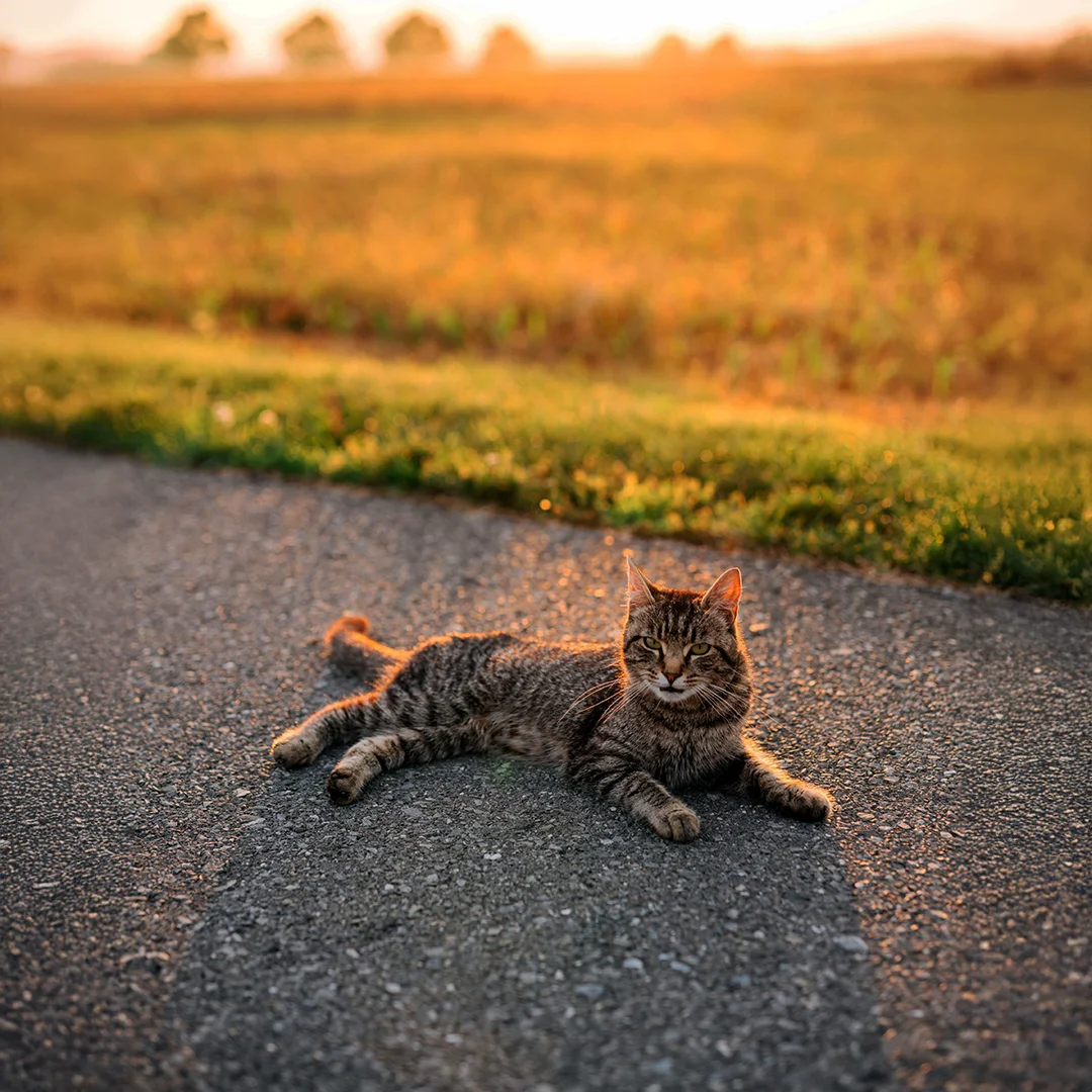 Brown tabby cat lying on a paved path with golden sunlight and a field in the background.