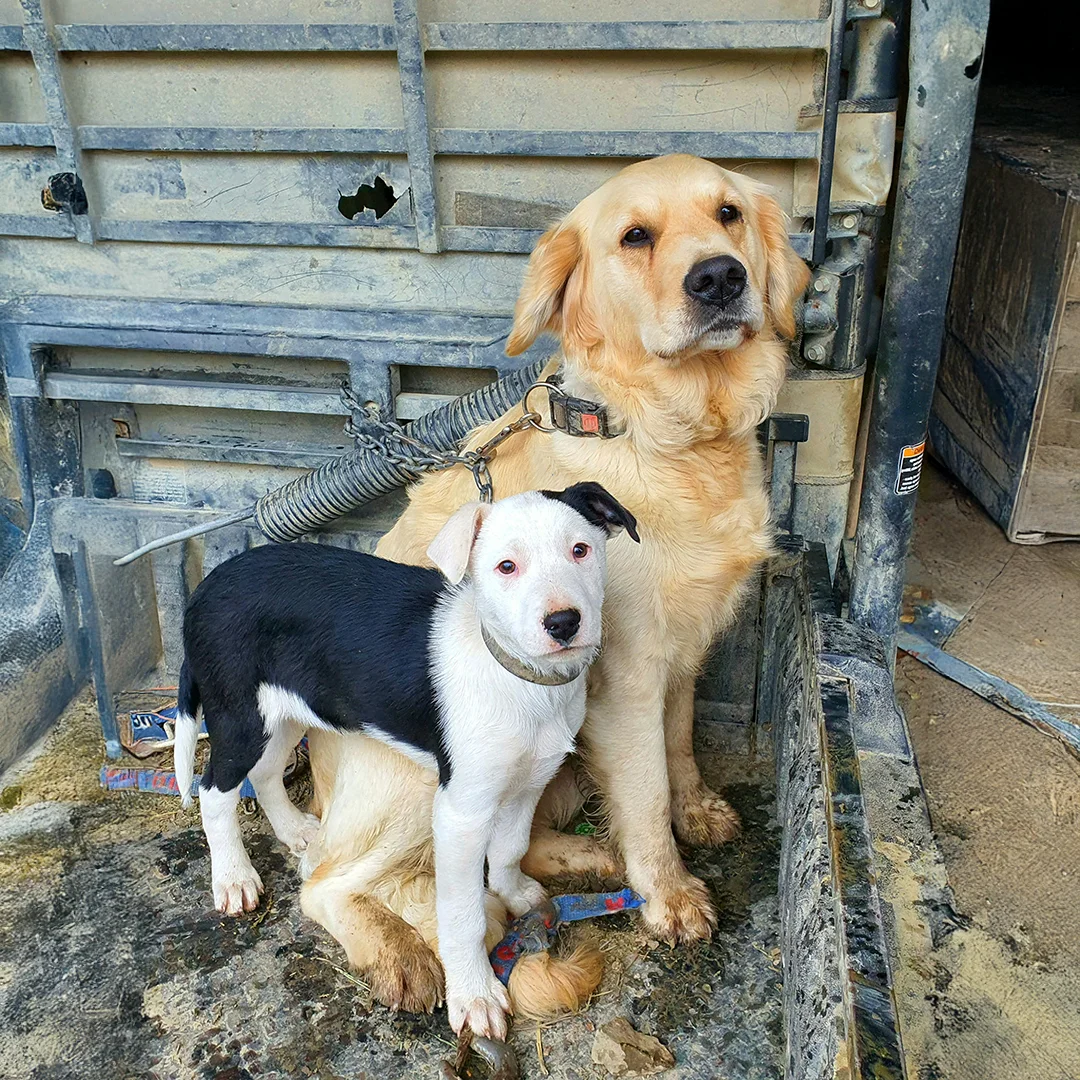 Golden retriever and black-and-white puppy sitting close together in a dirty metal truck bed.