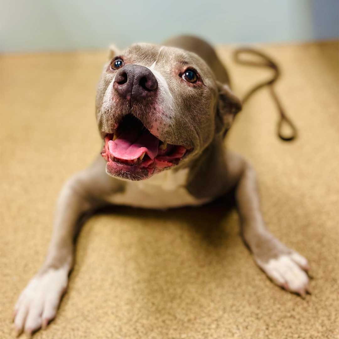 A brown Pitbull sitting in our clinic