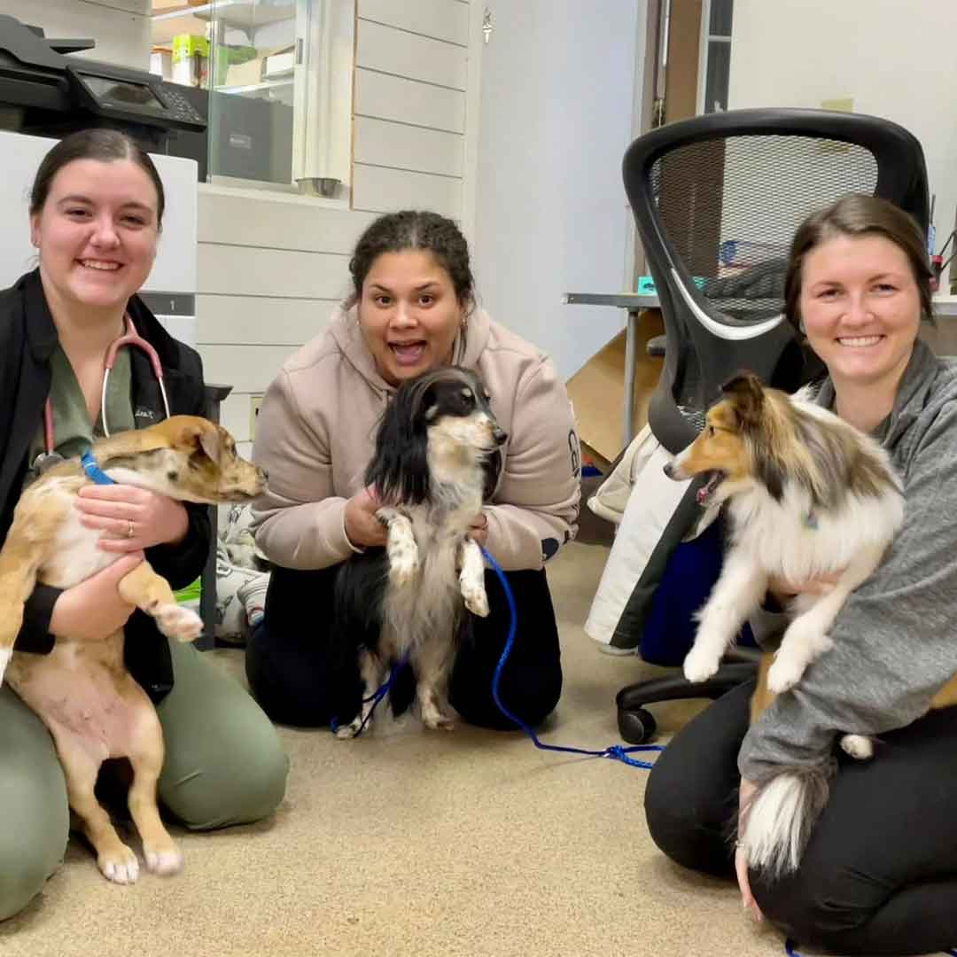Our-three-team-member-holding-three-dogs